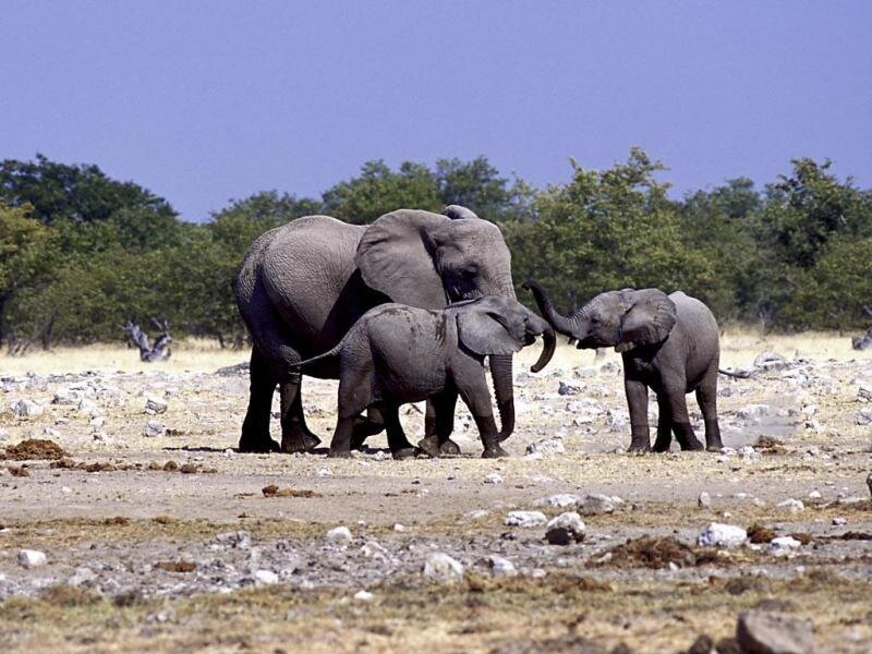 Elephant Family in Savanna — Gray