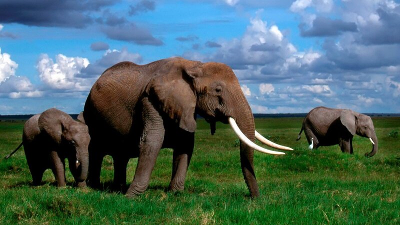Elephant Family in Savanna — Green, Serene, Afternoon