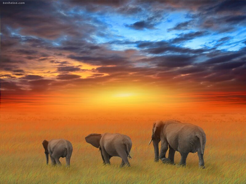 Elephant Family in Savanna — Orange, Dramatic