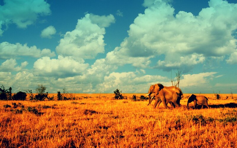 Elephant Family in Savanna — Orange, Serene, Afternoon