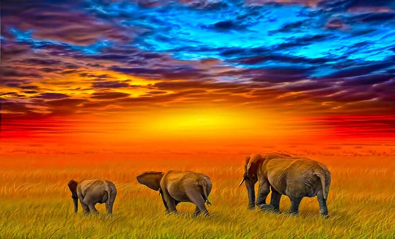 Elephant Family in Savanna — Orange