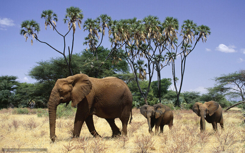 elephant family in savanna