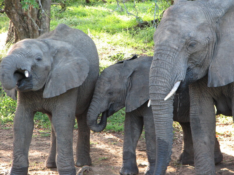 Elephant family in the wild
