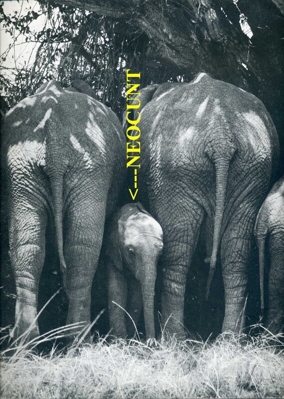 Elephant family in the wild