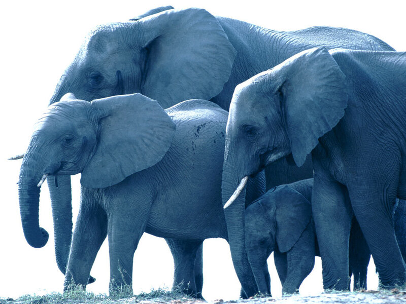 elephant family in the wild