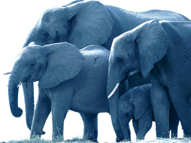 elephant family in the wild