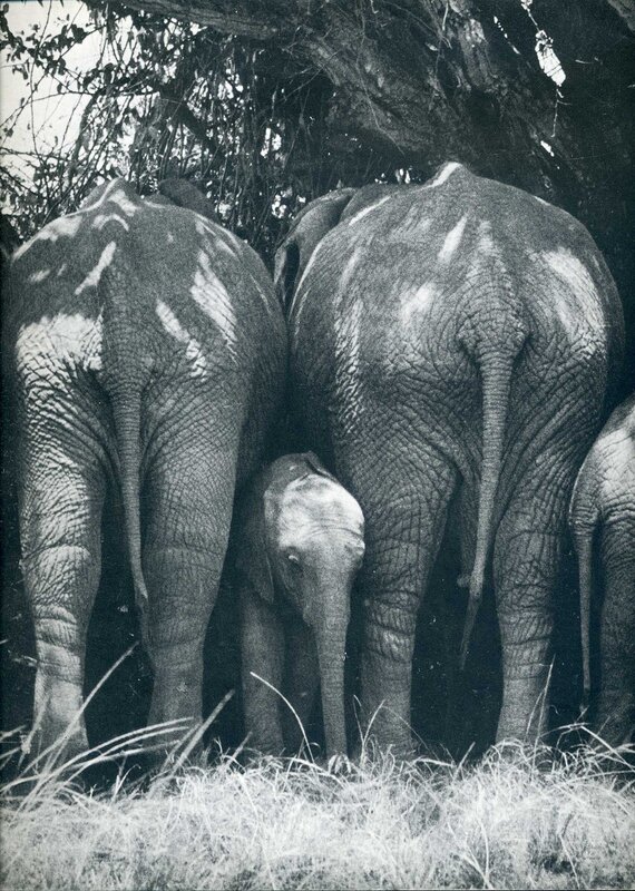 Elephant family in the wild