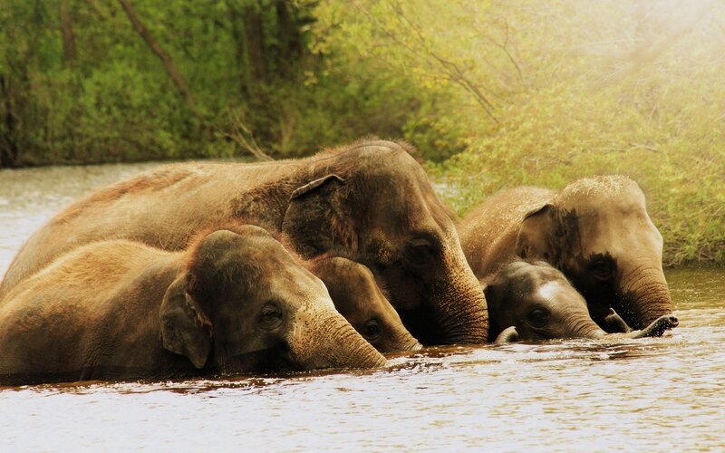 Elephant Family in Water — Brown, Serene