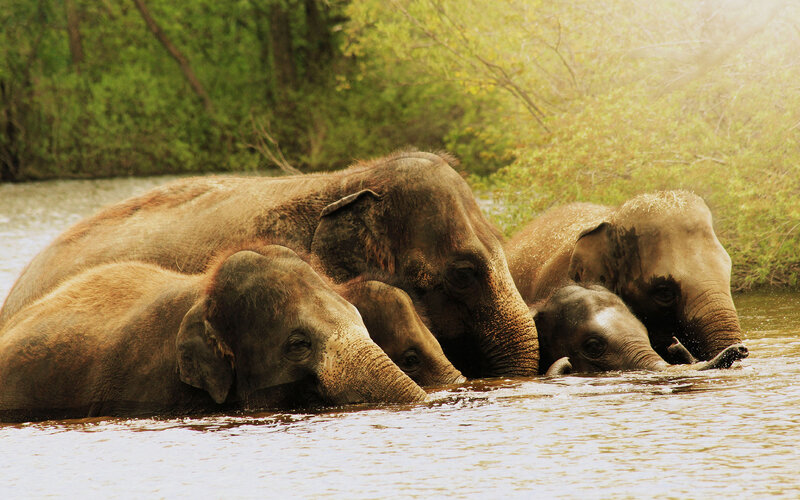 Elephant Family in Water — Brown
