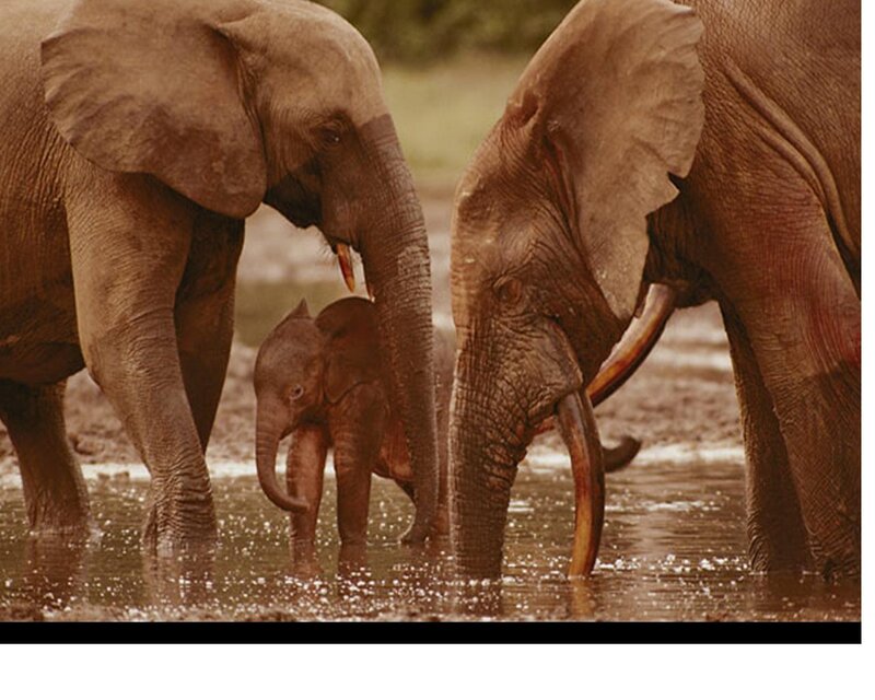 Elephant Family in Water