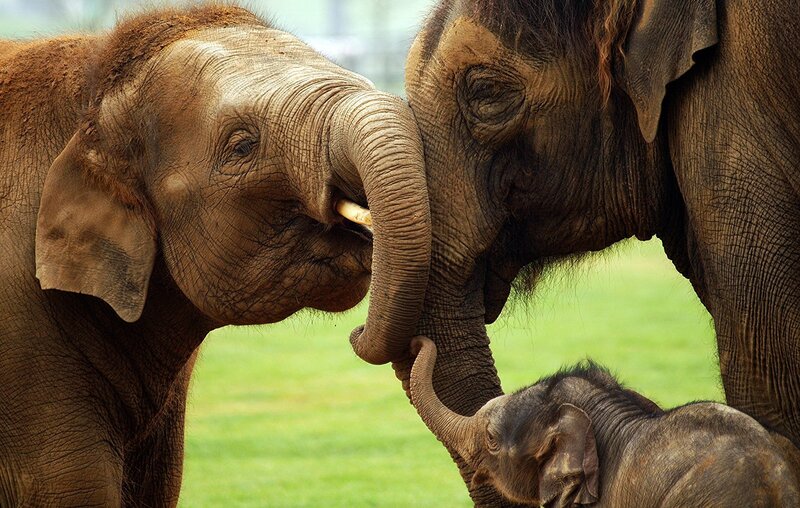 Elephant Family Interaction
