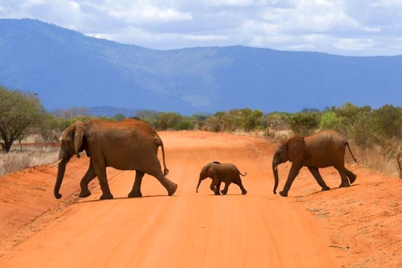 elephant family on a dirt road