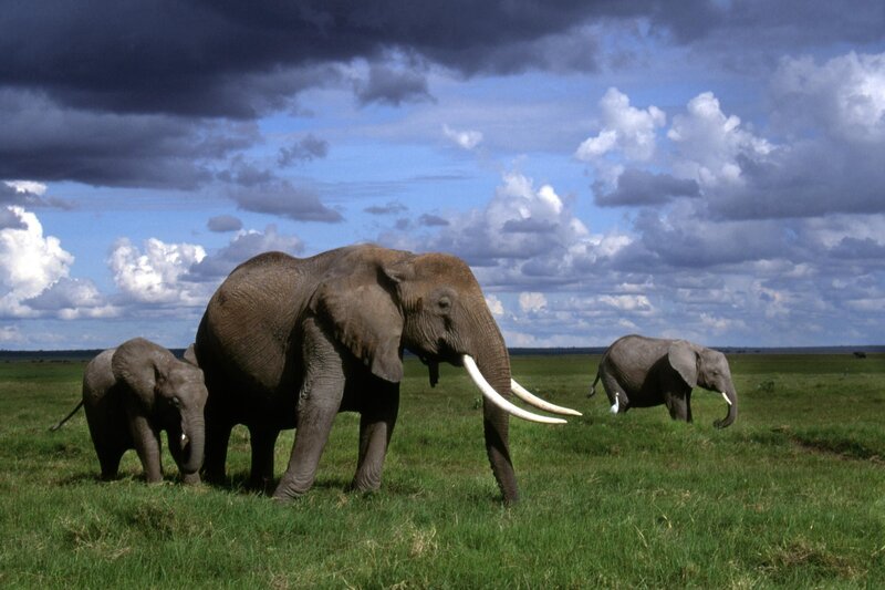 Elephant family on grassland