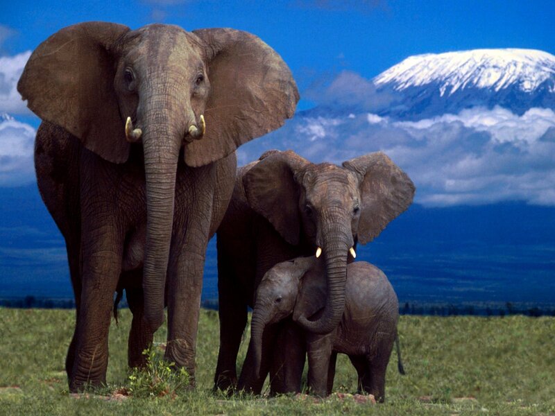Elephant Family on Grassland — Blue