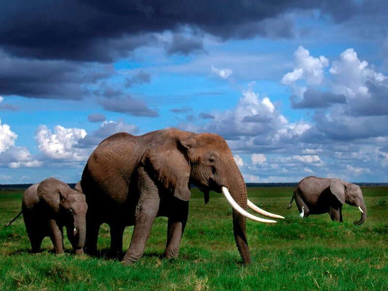 Elephant Family on Grassland — Green
