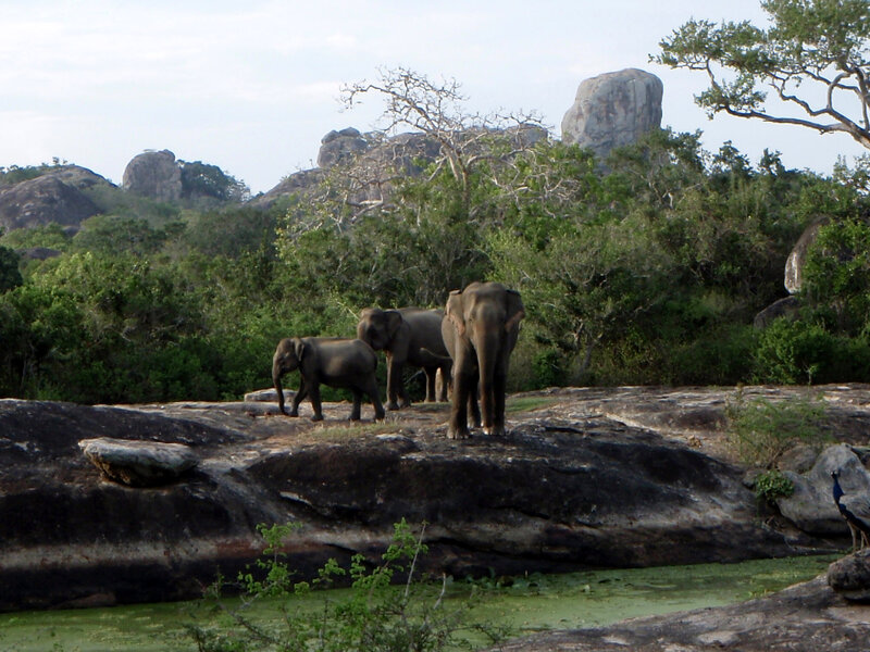 Elephant Family on Rocks
