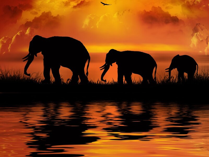 Elephant Family Silhouette — Orange, Dramatic