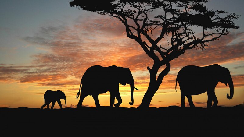 Elephant Family Silhouette — Orange