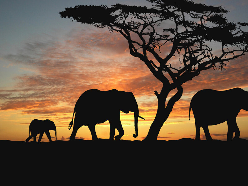 Elephant Family Silhouette