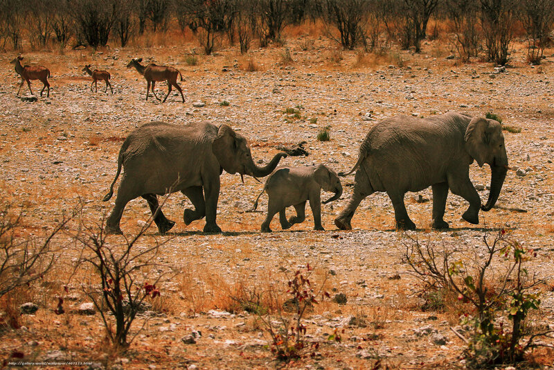 Elephant Family Walking — Brown, Natural