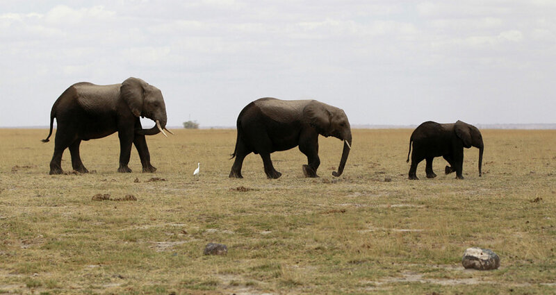 Elephant Family Walking — Brown