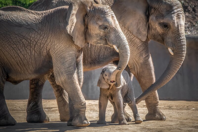Elephant Family Walking — Gray
