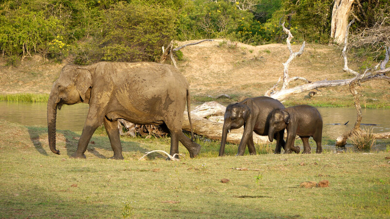 Elephant Family Walking — Green