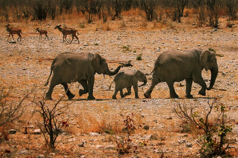 Elephant family walking in savanna