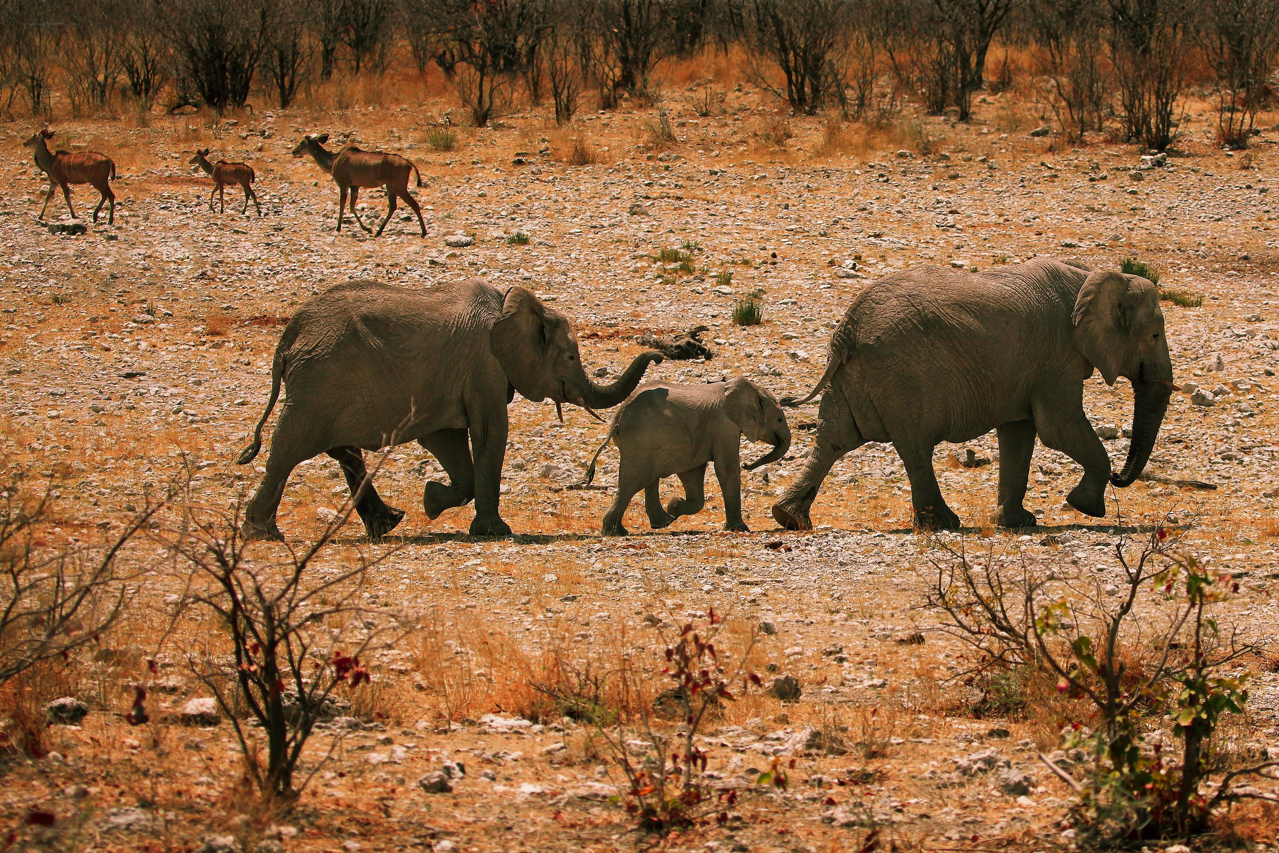 Elephant family walking in savanna