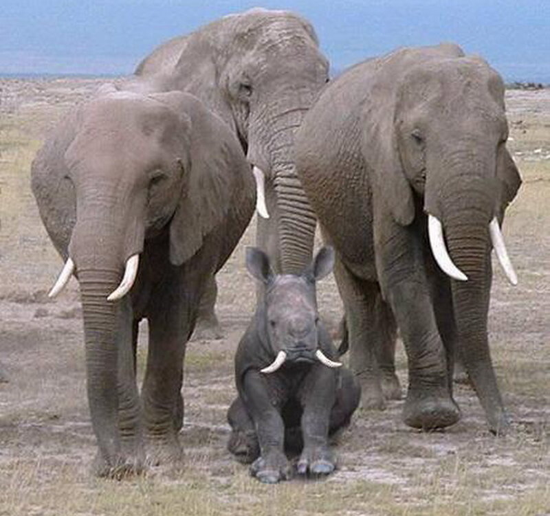 Elephant Family with Rhino Calf