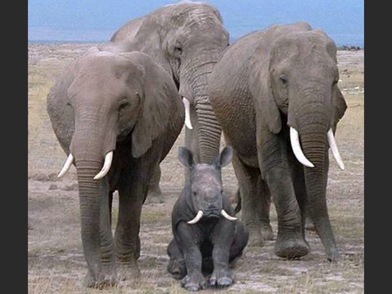 Elephant Family with Rhino