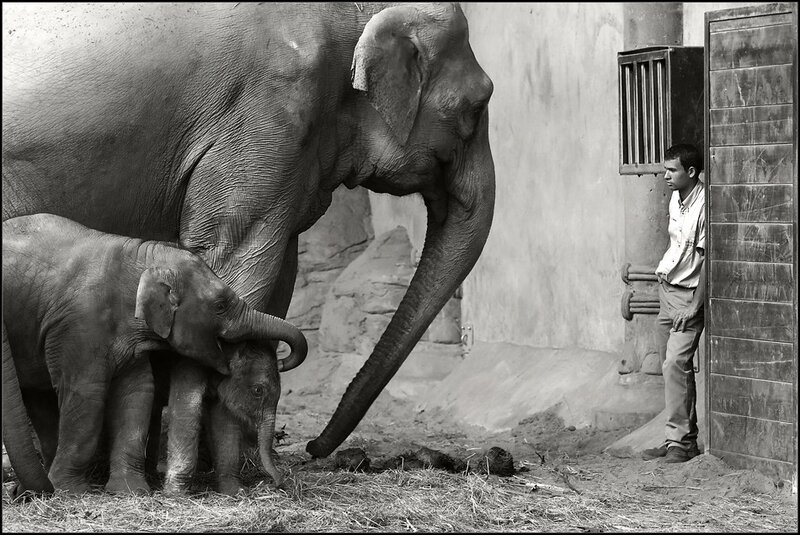 Elephant family with zookeeper