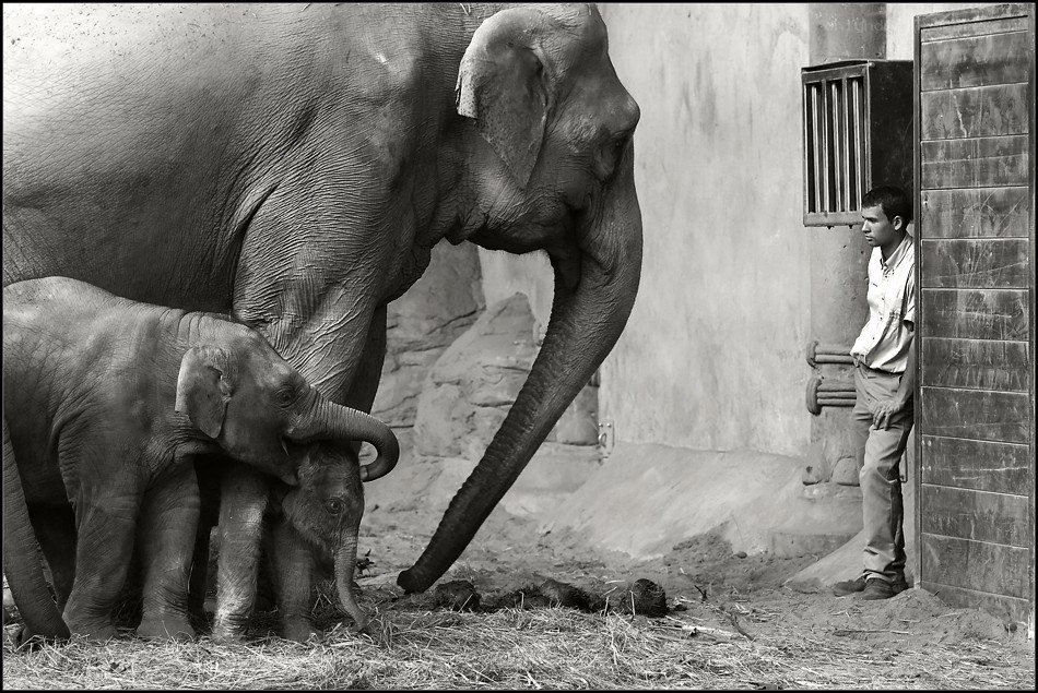 Elephant family with zookeeper