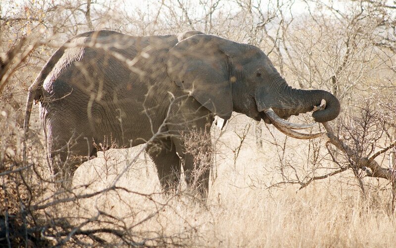 Elephant feeding in savanna