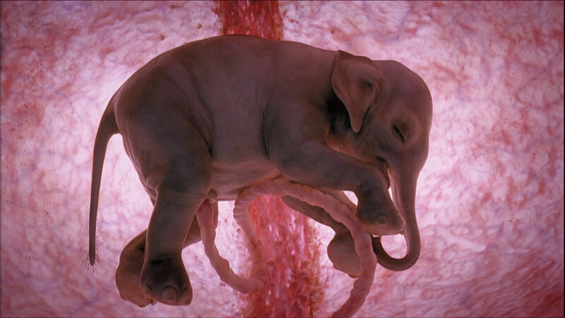 Elephant Fetus in Womb
