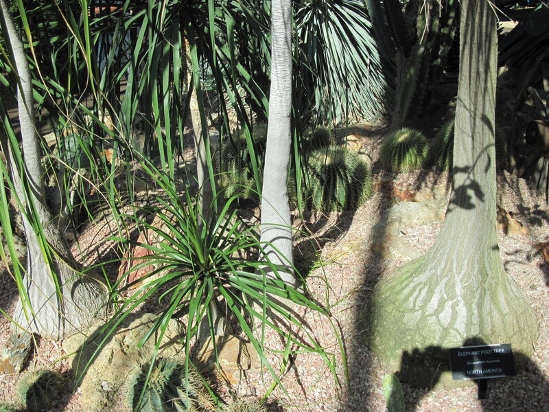 Elephant Foot Tree
