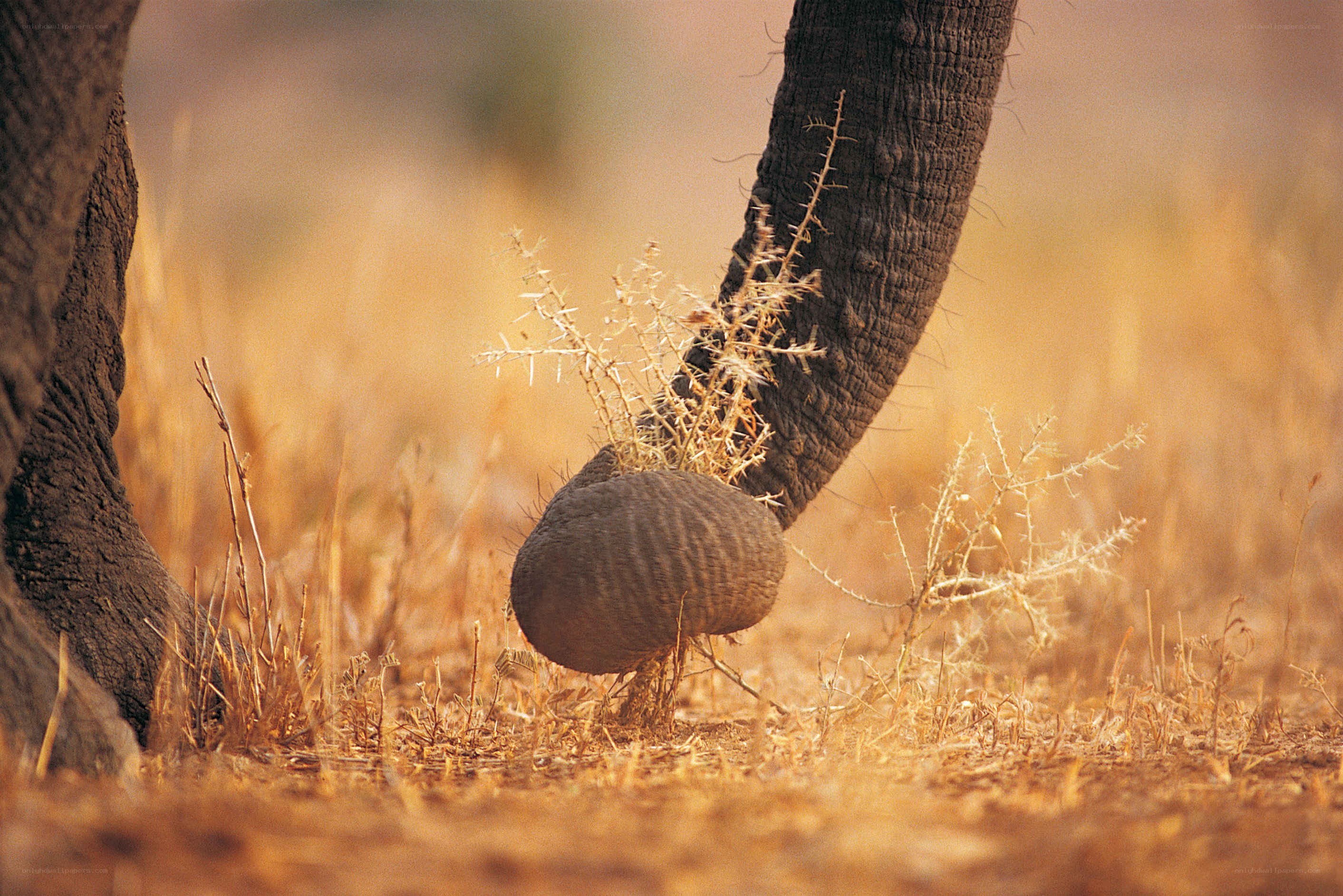 Elephant foraging in dry grass