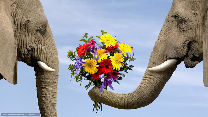 Elephant Giving Flowers — Blue