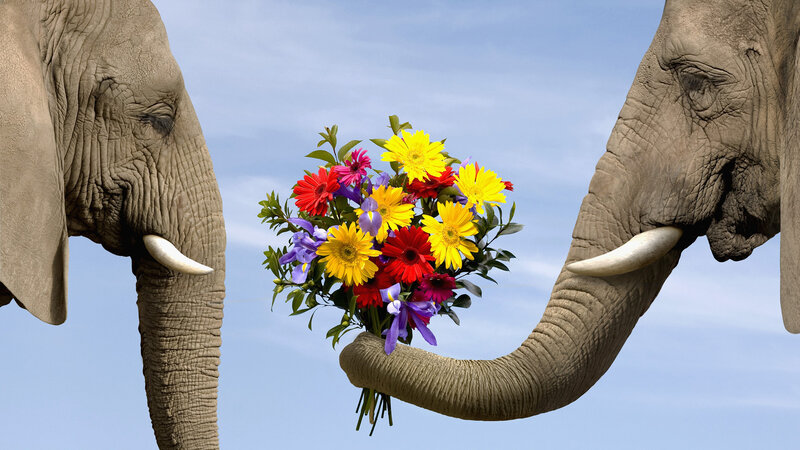 Elephant Giving Flowers