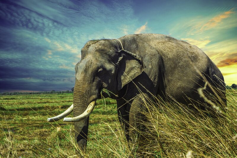 Elephant grazing in a field