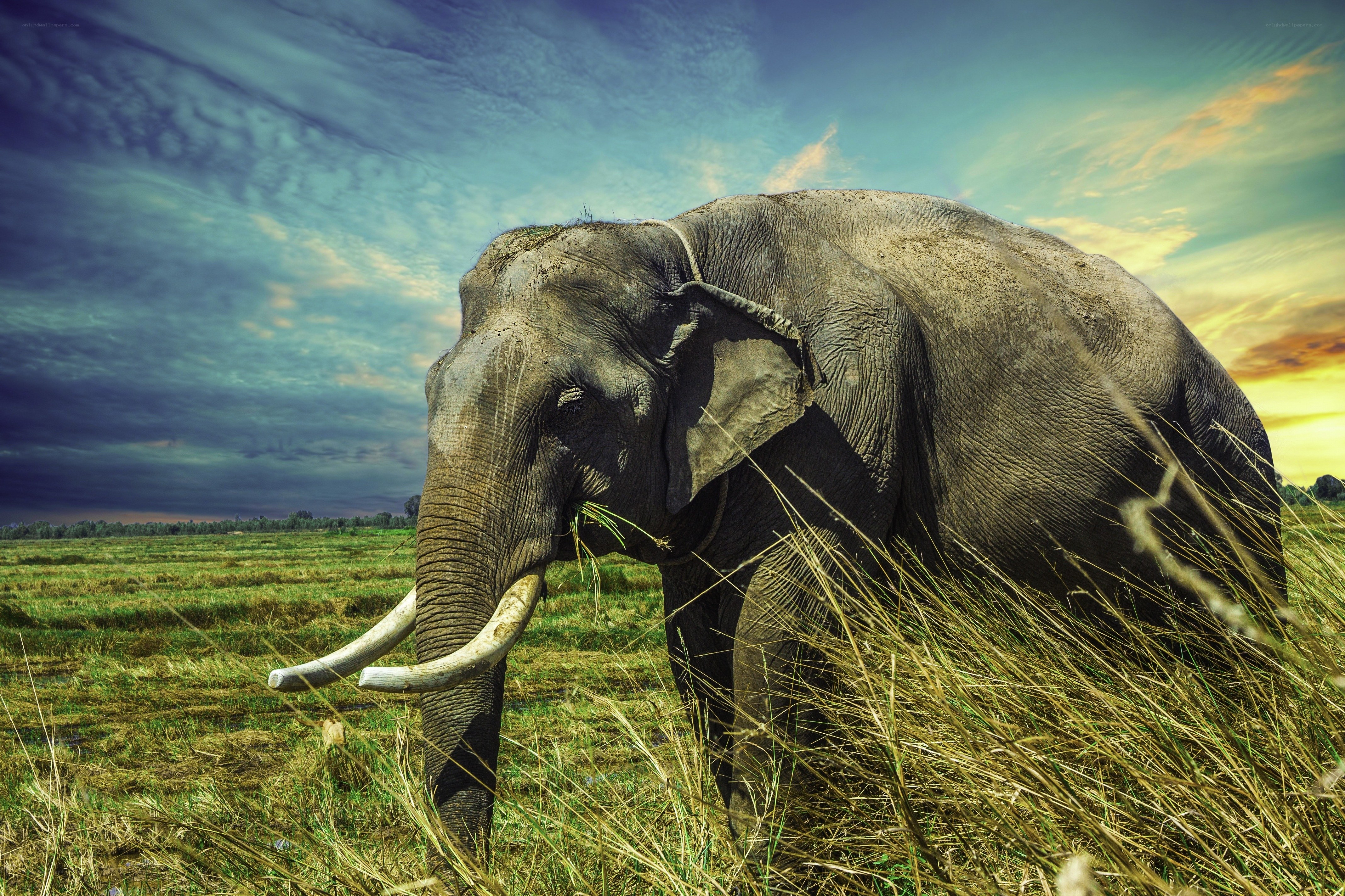 Elephant grazing in a field