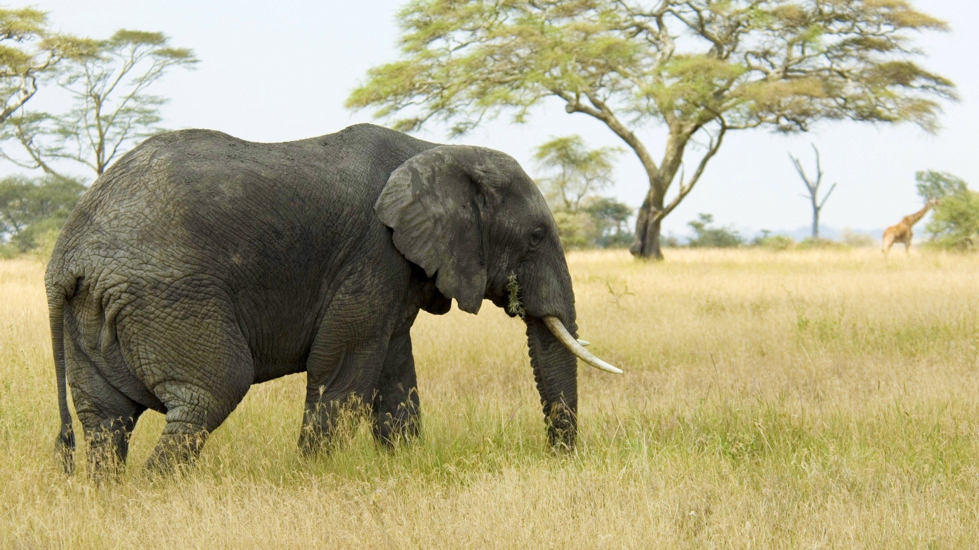 Elephant grazing in savanna