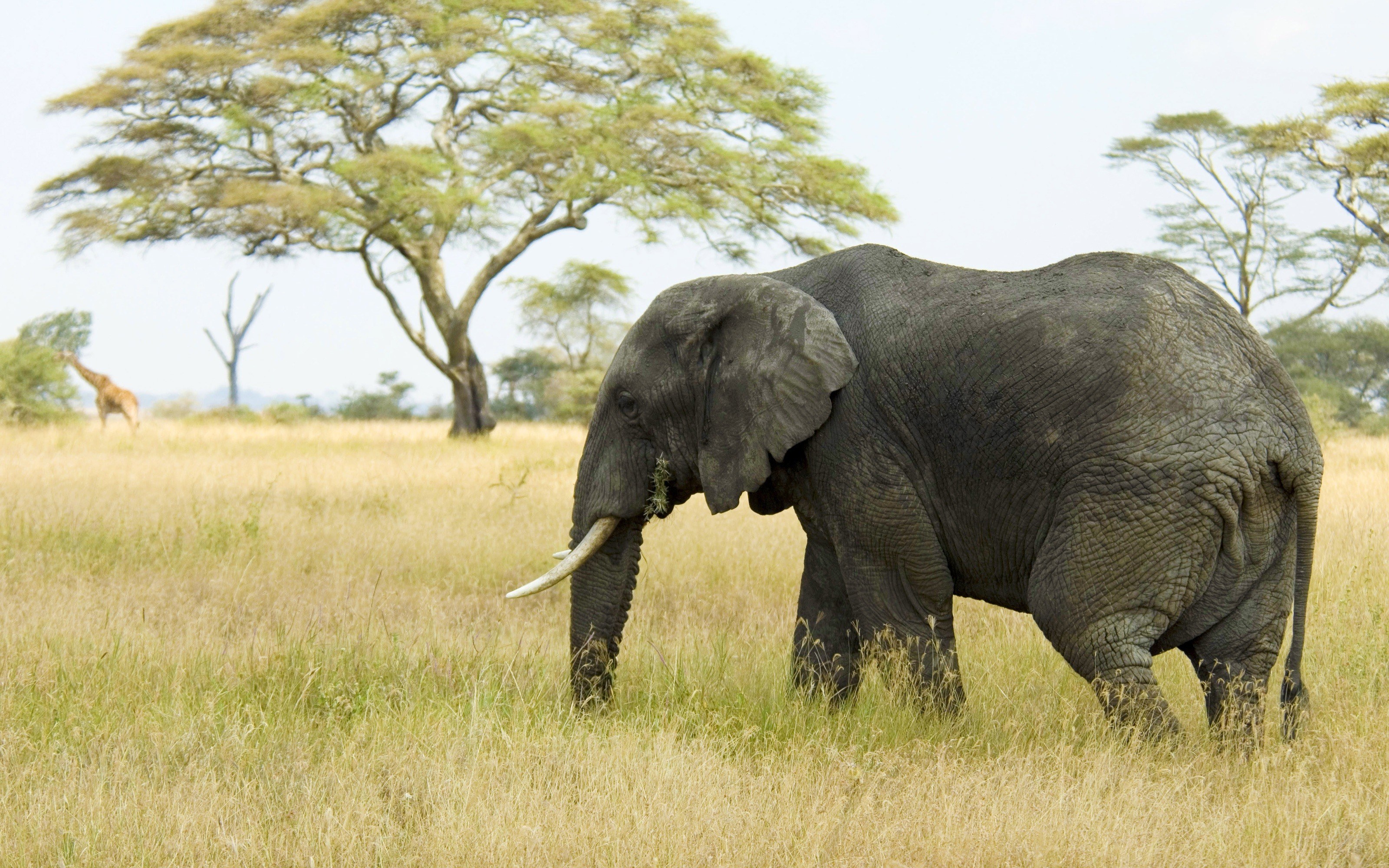 Elephant grazing in savanna