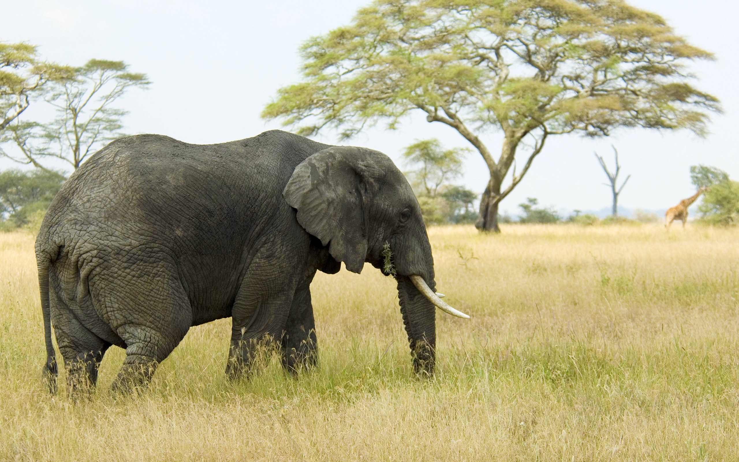 Elephant grazing in savanna