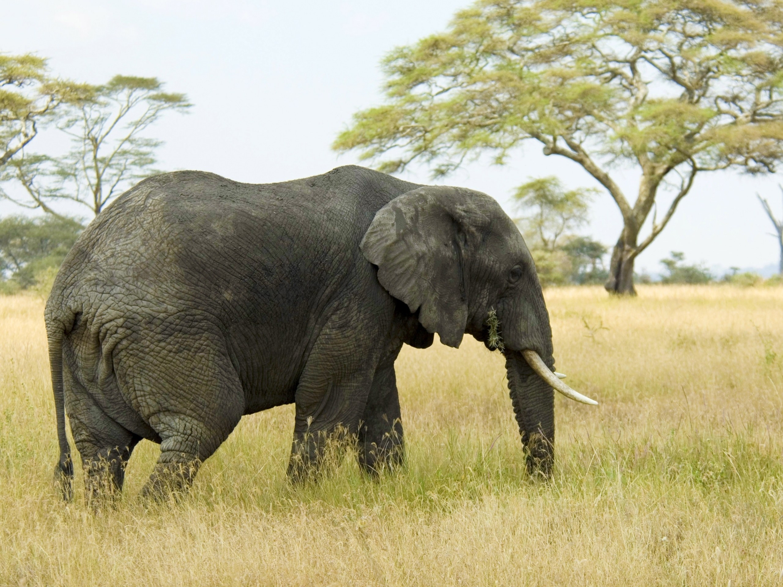elephant grazing in savanna