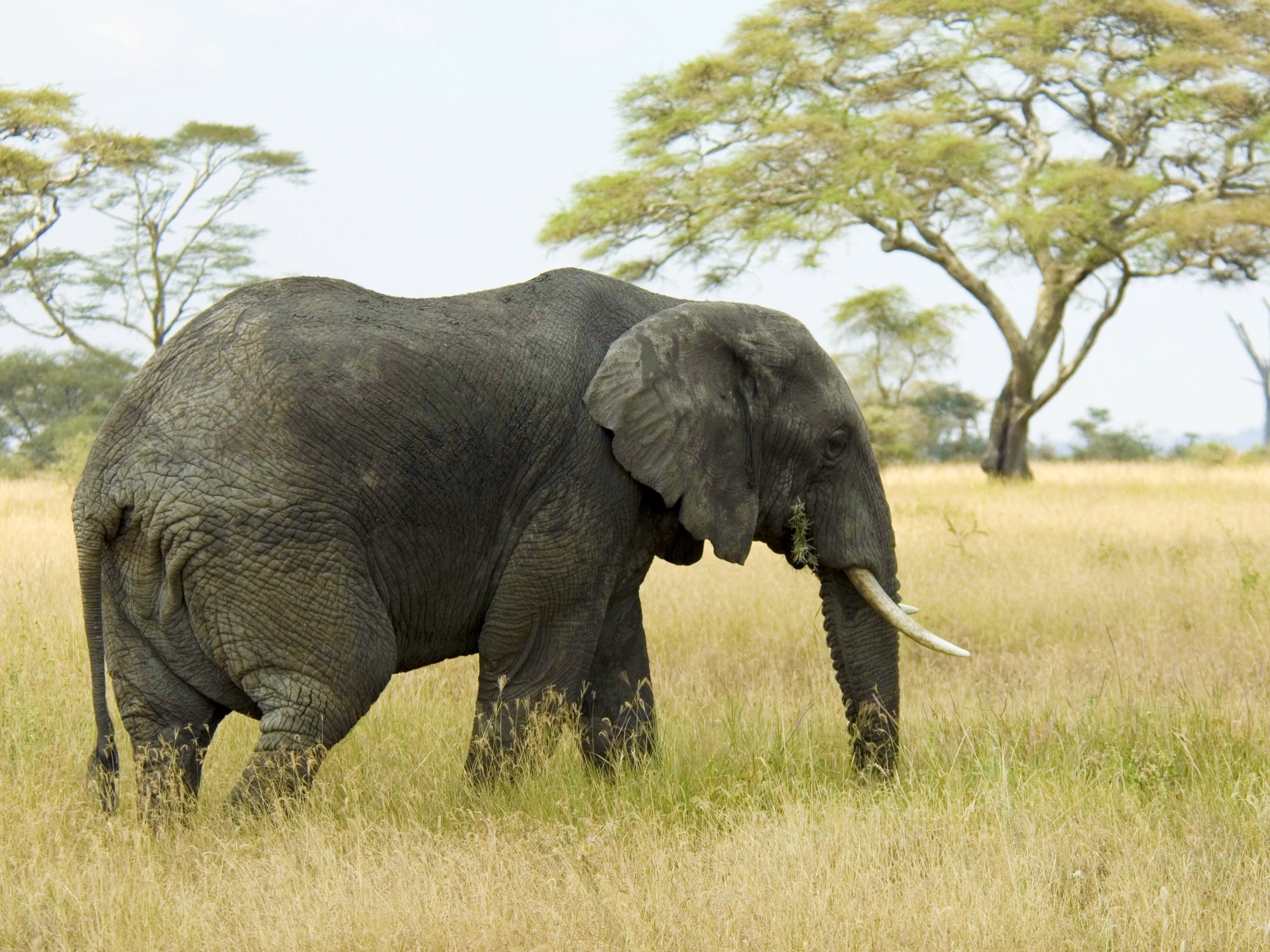 elephant grazing in savanna