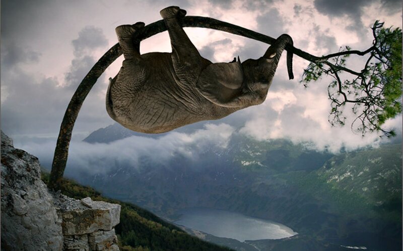 Elephant Hanging from Branch