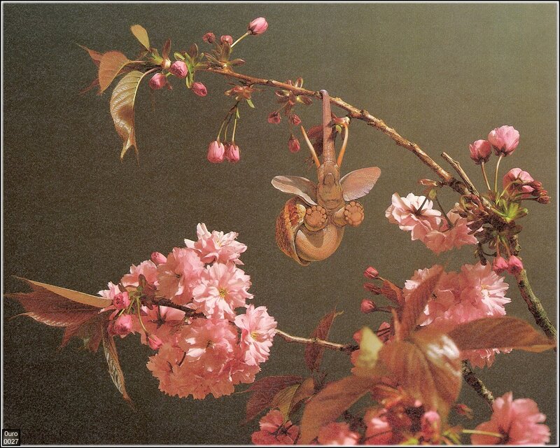 Elephant hanging from cherry blossom branch