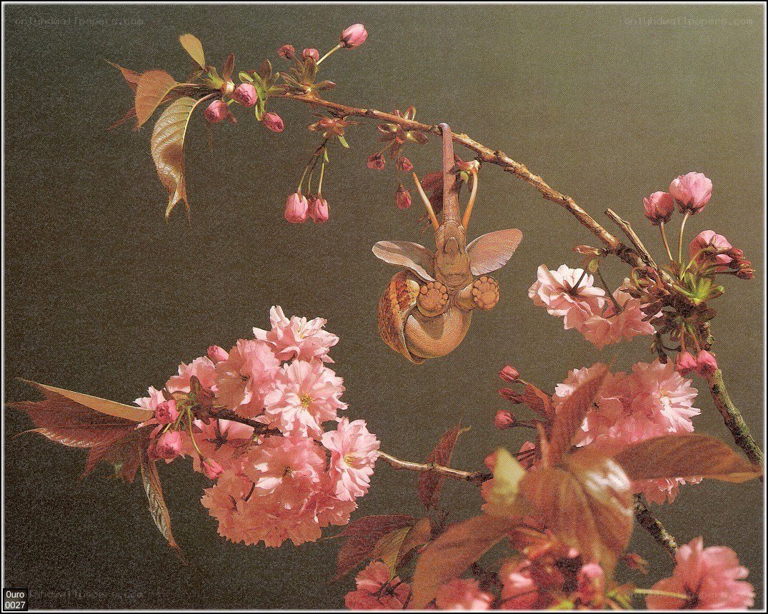 Elephant hanging from cherry blossom branch