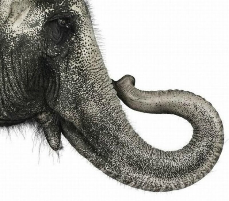 Elephant Head and Trunk